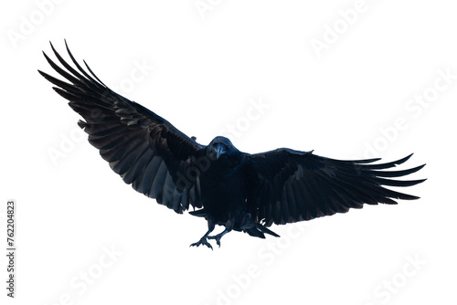 Birds flying raven isolated on white background Corvus corax. Halloween - flying bird 