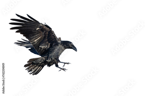 Birds flying raven isolated on white background Corvus corax. Halloween - flying bird   © Marcin Perkowski