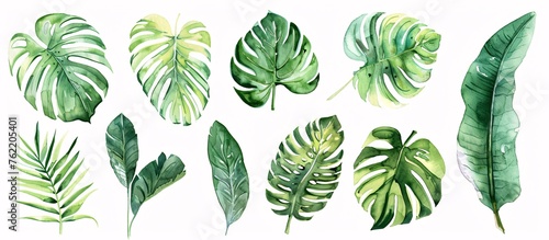watercolour illustration of tropical leaves in various shapes and sizes