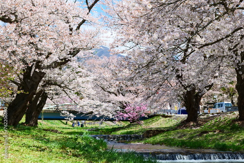 観音寺川の桜並木。猪苗代、福島、日本。4月下旬。