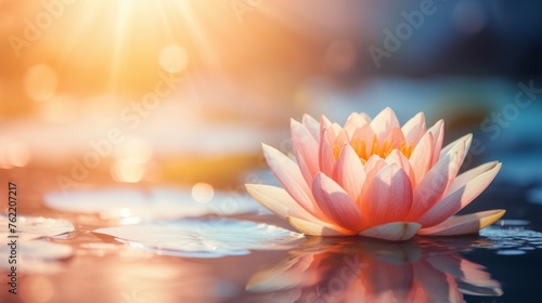 Pink Flower Floating on Water