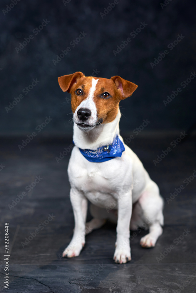 Cute Jack Russell dog dressed in a cowboy blue tie sitting on a black background