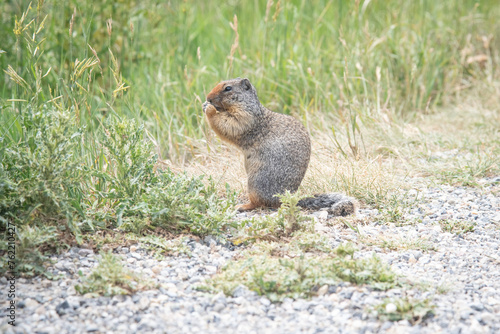 squirrel in the grass
