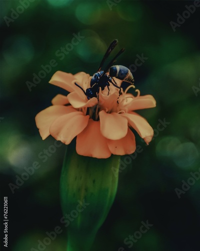 bee on flower