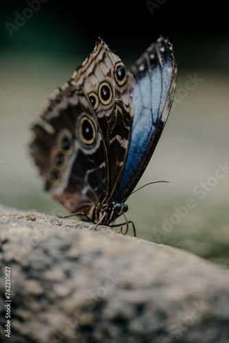 butterfly on the ground