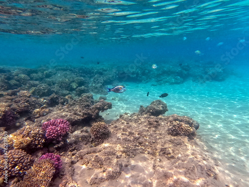 Wallpaper Mural Underwater life of reef with corals and tropical fish. Coral Reef at the Red Sea, Egypt. Torontodigital.ca