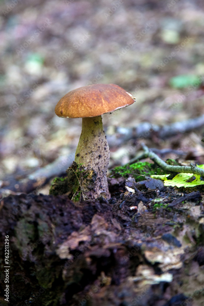 Single Boletus edulis or porcini mushroom growing in the forest. . Single Boletus edulis or porcini mushroom growing in the forest. .