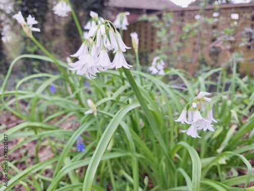 Spring white flower in the garden  © FARYAL