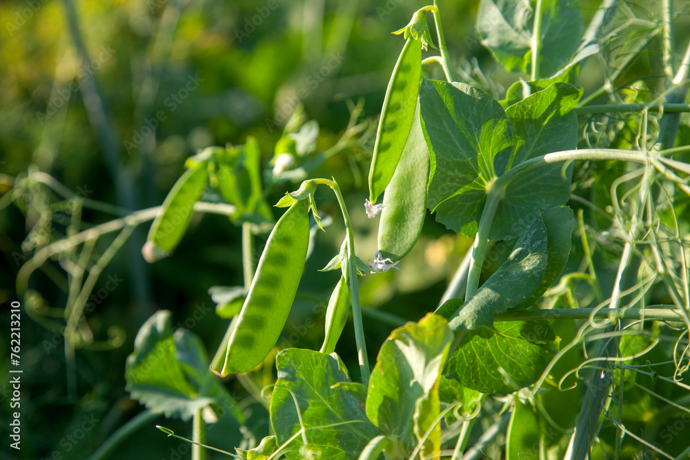 Sugar peas with flowers and pods in the vegetable garden over blurry background.. Sugar peas with flowers and pods in the vegetable garden over blurry background..