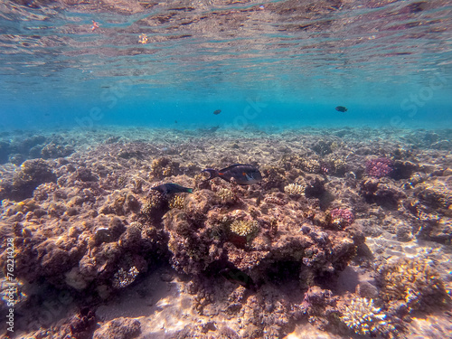 Surgeon fish or sohal tang fish  Acanthurus sohal  at the Red Sea coral reef..