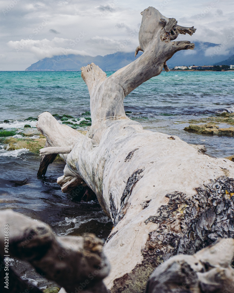 Large driftwood tree, bleached by the sun on a beach in Mallorca with sea and mountains in the distance