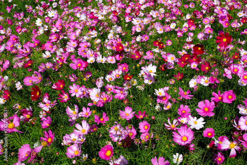 The colorful flower garden is very beautiful.