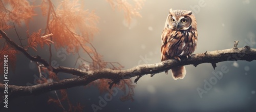 A bird of prey, the owl, perches on a tree branch with its sharp beak ready to hunt terrestrial animals or arthropods below. The sky is filled with clouds as it looks out from its wooden perch