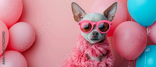 A sassy chihuahua dressed in pink, wearing oversized sunglasses, surrounded by pink and blue balloons photo