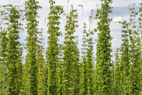 Fototapeta Naklejka Na Ścianę i Meble -  hops crop growing in a field on a farm in australia. beer hops plant harvest for brewing. vines growing up wire cable trellis for fruit and flower growth
