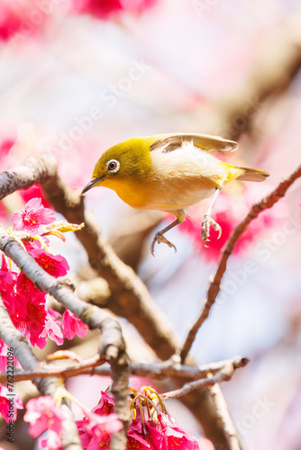 美しいカンヒザクラの間を飛び回って花の蜜を吸う可愛いメジロ（メジロ科）。

日本国東京都文京区、小石川植物園にて。
2024年3月16日撮影。

Lovely Japanese White Eye (Zosterops Japonica, family comprising white eyes) flitting among the beautiful kanhizakura (Cerasus  photo