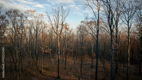 Autumn forest tree tops with no leaves. Wide view of withered tree tops.