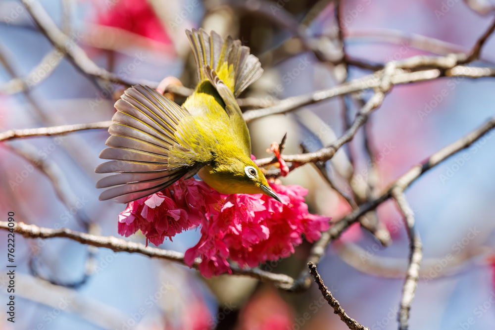 美しいカンヒザクラの間を飛び回って花の蜜を吸う可愛いメジロ(メジロ科)。
日本国東京都文京区、小石川植物園にて。
2024年3月16日撮影。
Lovely Japanese White Eye (Zosterops Japonica, family comprising white eyes) flitting among the beautiful kanhizakura (Cerasus 美しいカンヒザクラの間を飛び回って花の蜜を吸う可愛いメジロ(メジロ科)。
日本国東京都文京区、小石川植物園にて。
2024年3月16日撮影。
Lovely Japanese White Eye (Zosterops Japonica, family comprising white eyes) flitting among the beautiful kanhizakura (Cerasus