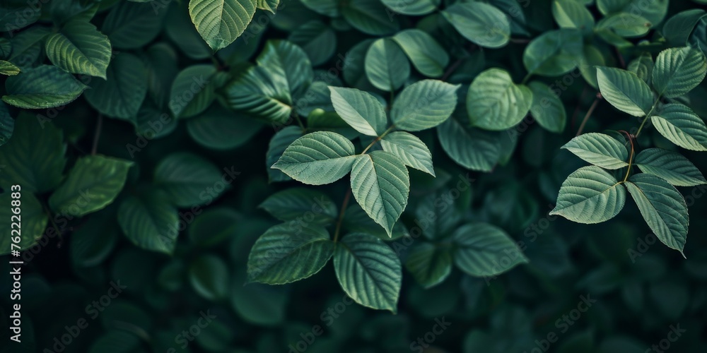 A dense pattern of green leaves, showcasing their intricate textures and shades in soft natural light. A dense pattern of green leaves, showcasing their intricate textures and shades in soft natural light.
