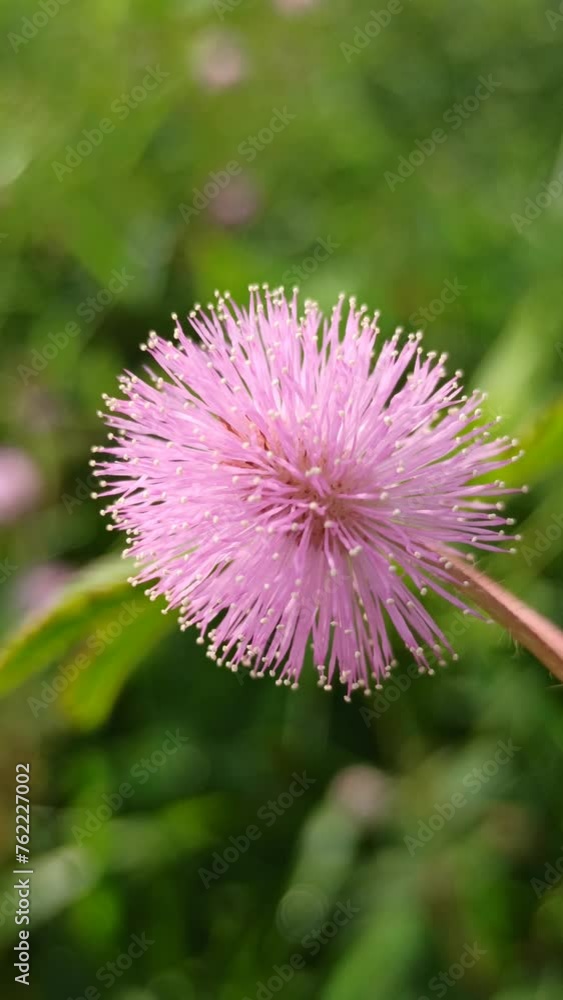 mimosa pudica flower mimosa pudica flower