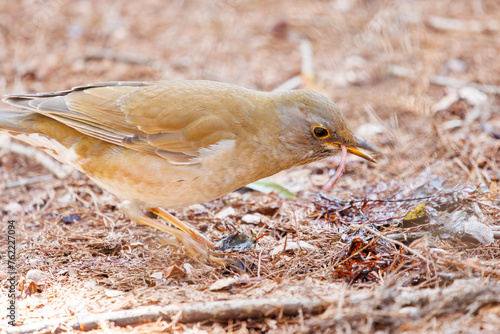 ミミズを見つけて食べる可愛いシロハラ（ヒタキ科）。

日本国東京都文京区、小石川植物園にて。
2024年3月16日撮影。

Lovely Pale Thrush (Turdus pallidus, family comprising thrushes) finding and eating earthworms.

At Koishikawa botanical garden, Bunkyo-ku photo