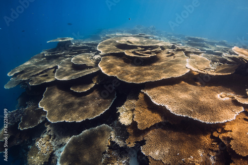 Fototapeta Naklejka Na Ścianę i Meble -  Reef with table living corals underwater in blue sea in Maldives.