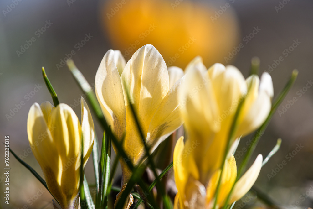 Fototapeta premium Group of wildflowers with bright yellow petals in a springtime.