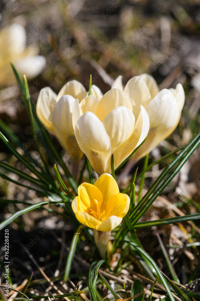 Fototapeta premium Group of wildflowers with bright yellow petals in a springtime.