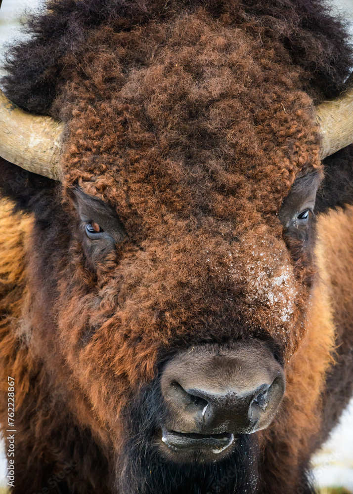 Fototapeta premium Wild American Bison on the high plains of Colorado. Mammals of North America.