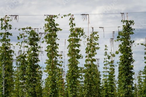 Obraz na plátně hops crop growing in a field on a farm in australia