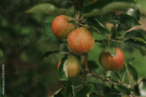Closeup still life apples hanging in a tree