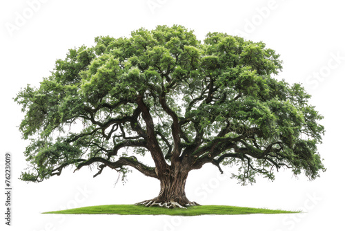 A large tree with green leaves and a brown trunk. The tree is the main focus of the image and it is very old. The tree is surrounded by a grassy area, which adds to the natural photo