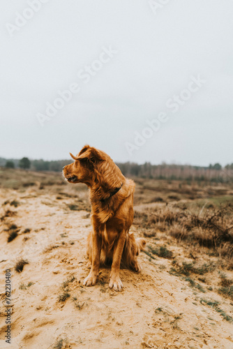 Red golden retriever sitting in countryside landscape