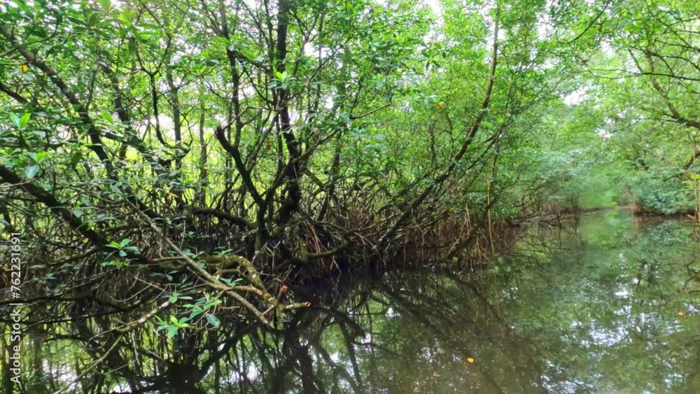 Pov view by boat inside the jungle river at Malanza mangrove in Sao Tome,Africa. Pov view by boat inside the jungle river at Malanza mangrove in Sao Tome,Africa.