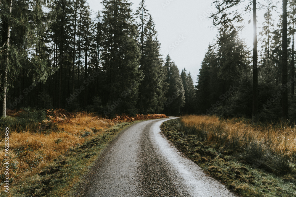 Winding road trough the forest in a moody landscape Winding road trough the forest in a moody landscape