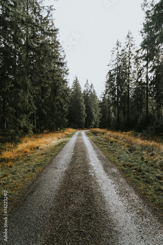 Road trough the forest in a moody landscape