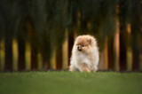 beautiful pomeranian spitz puppy sitting on grass in summer