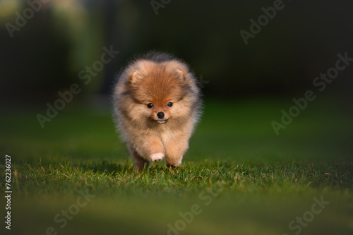 funny puppy running on grass outdoors in summer