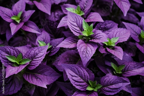 Medicinal Purple basil herbs plant. Health culinary raw macro plant. Generate Ai