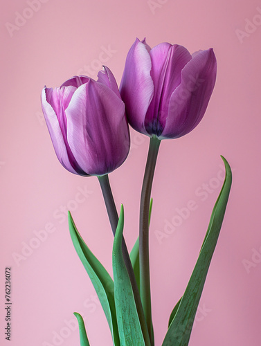 bouquet of tulips #762236072