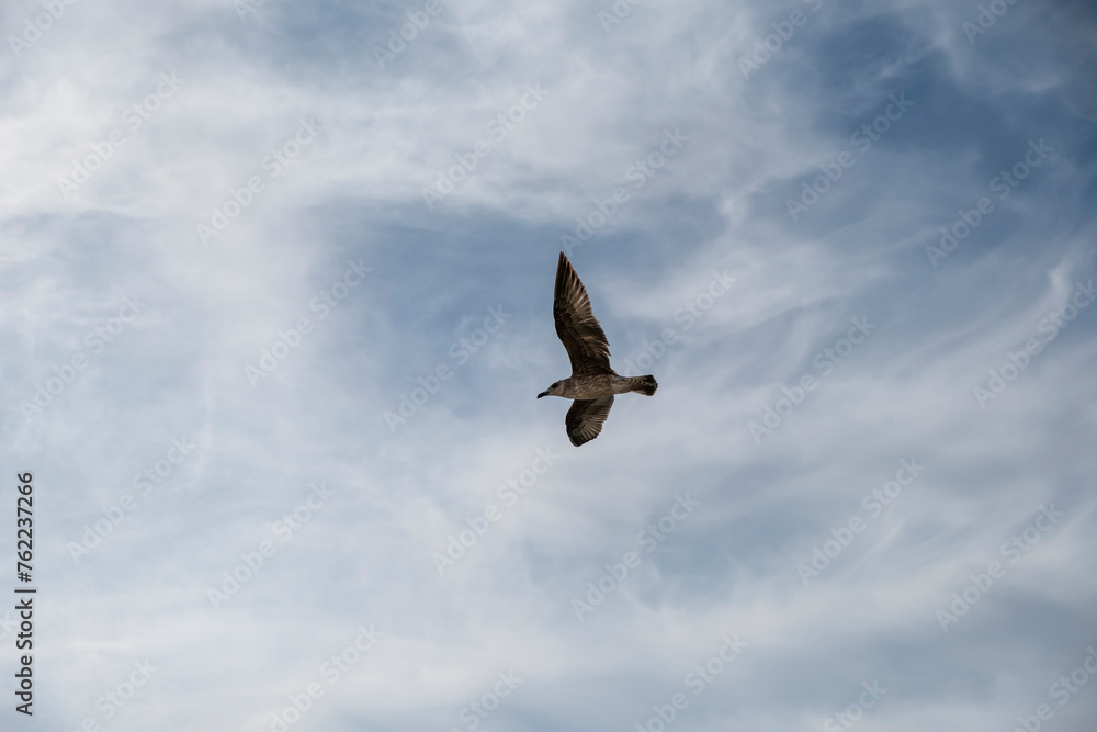 Obraz premium Seagull on blue background. European herring gull, Larus argentatus. Seagull flying in front of blue clouds.
