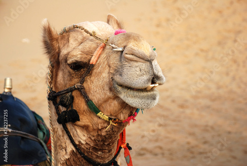 Indian Desert Camel