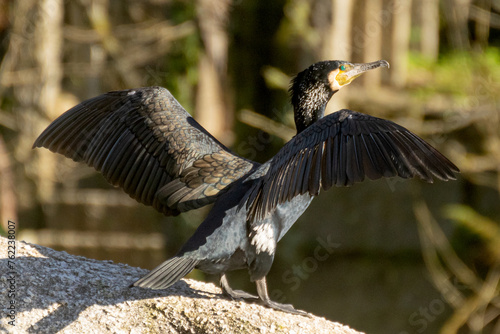 A black bird with a yellow beak stands on a rock