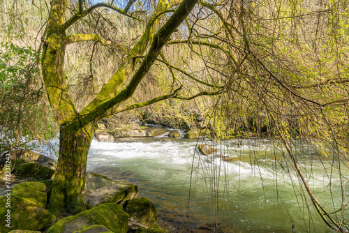 A tree with moss growing on it is next to a river