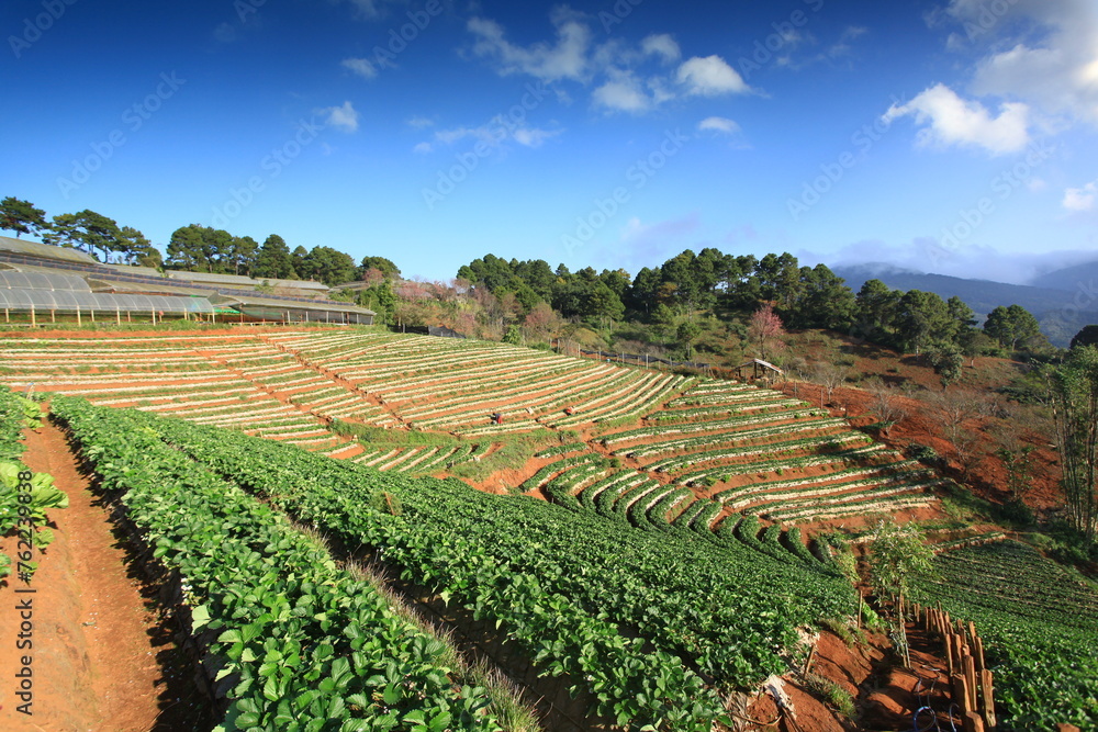 Beautiful scenery of Strawberry Plantation of Doi Angkhang Royal Project in Chiang Mai, Thailand 