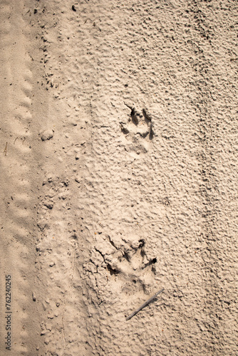 Footprints in the sand. Wolf footprints