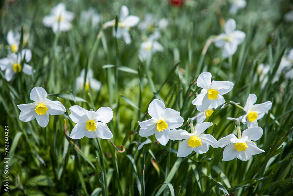 Daffodils in the garden. White daffodils. Floral background. Spring blooming flowers Daffodils in the garden. White daffodils. Floral background. Spring blooming flowers