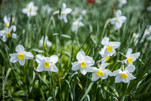 Daffodils in the garden. White daffodils. Floral background. Spring blooming flowers