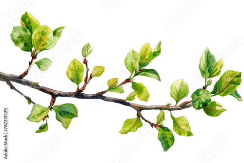 Branch with leaves and bud, flowers, isolated on transparent background