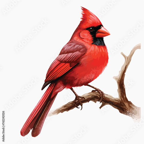 Red Cardinal Bird clipart isolated on white background
